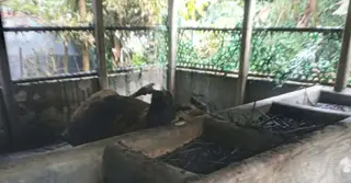 সিংগাইরে আগুনে পুড়লো ঘর ও গরু, দগ্ধ গৃহকর্ত্রী